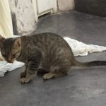 2月22日はネコの日ですね♪( ´▽`) 2月22日はネコの日ですね♪( ´▽`)