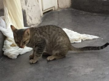 2月22日はネコの日ですね♪( ´▽`) 2月22日はネコの日ですね♪( ´▽`)