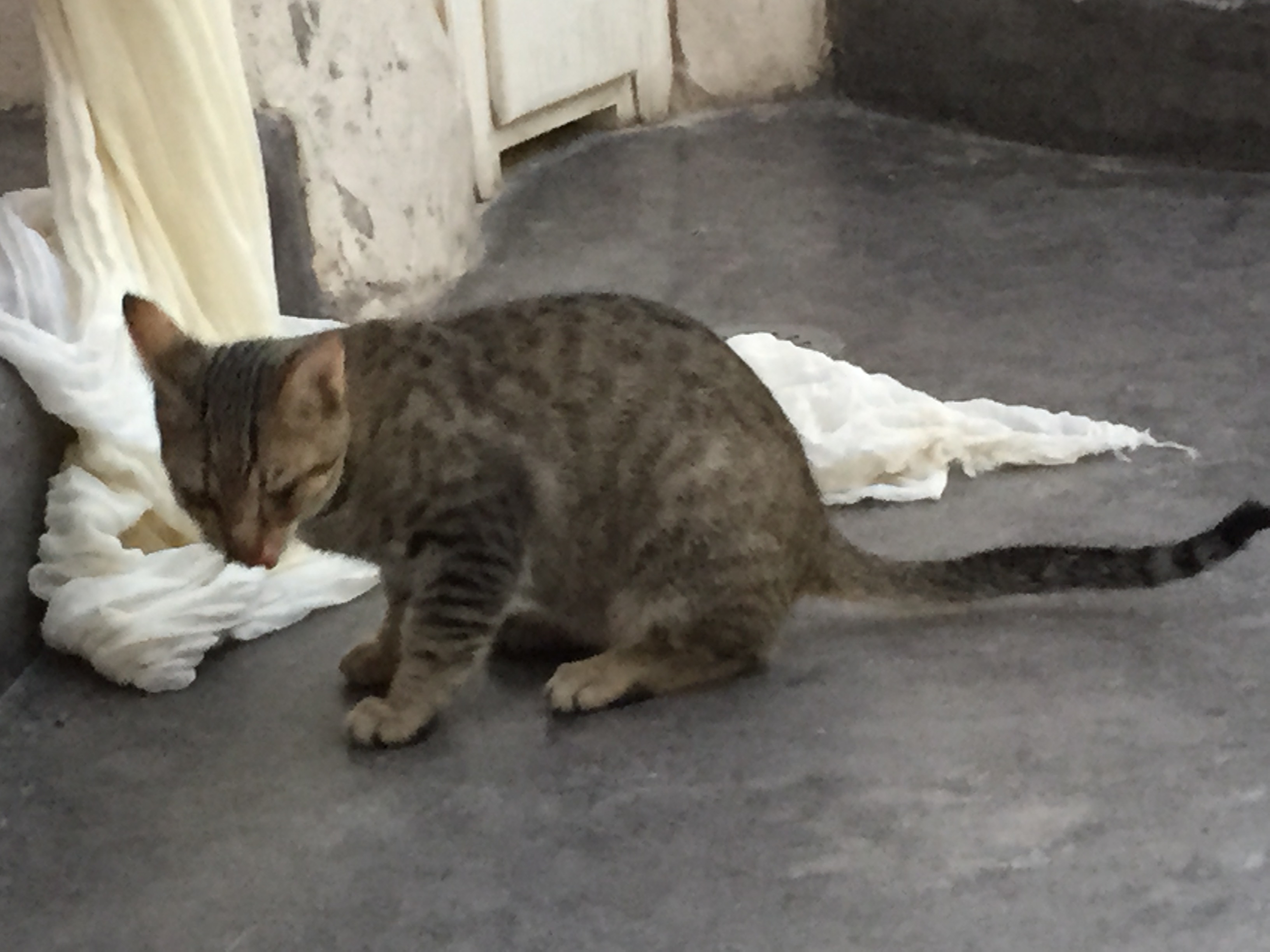 2月22日はネコの日ですね♪( ´▽`) 2月22日はネコの日ですね♪( ´▽`)