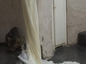 ギリシャハネムーン②〜サントリーニ島、ウェデングセレモニー他〜