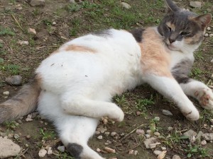 ギリシャハネムーン⑤〜アテネ〜