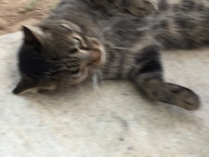 ギリシャハネムーン⑤〜アテネ〜