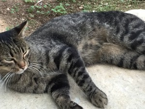 ギリシャハネムーン⑤〜アテネ〜