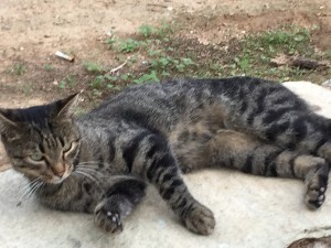 ギリシャハネムーン⑤〜アテネ〜