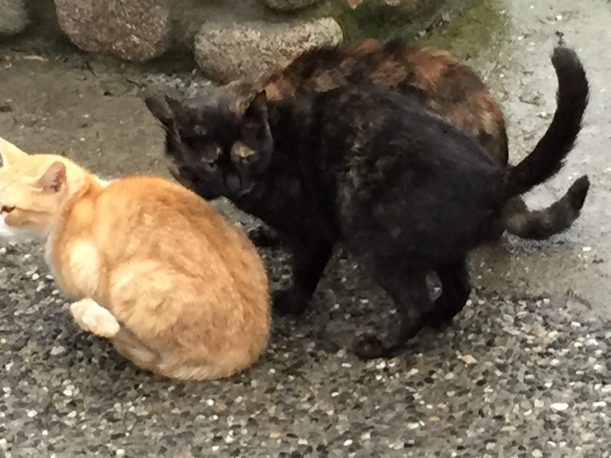 お見合い、日程、その他でも、お返事は早い方がヤル気が伝わります! お見合い、日程、その他でも、お返事は早い方がヤル気が伝わります!