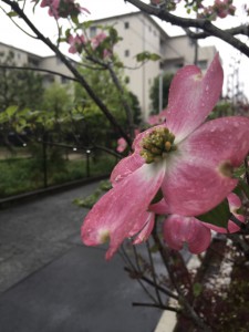 ランニング 2016年4月21日 ランニング 2016年4月21日