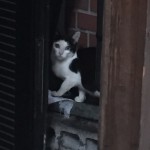 【第93回】大阪 梅田 東通り商店街の清掃ボランティア活動報告 【第93回】大阪 梅田 東通り商店街の清掃ボランティア活動報告