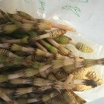 妻がつくしを採ってきてくれました。 妻がつくしを採ってきてくれました。