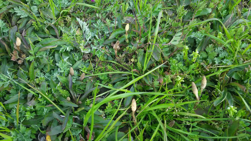 妻がつくしを採ってきてくれました。