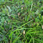 妻がつくしを採ってきてくれました。 妻がつくしを採ってきてくれました。