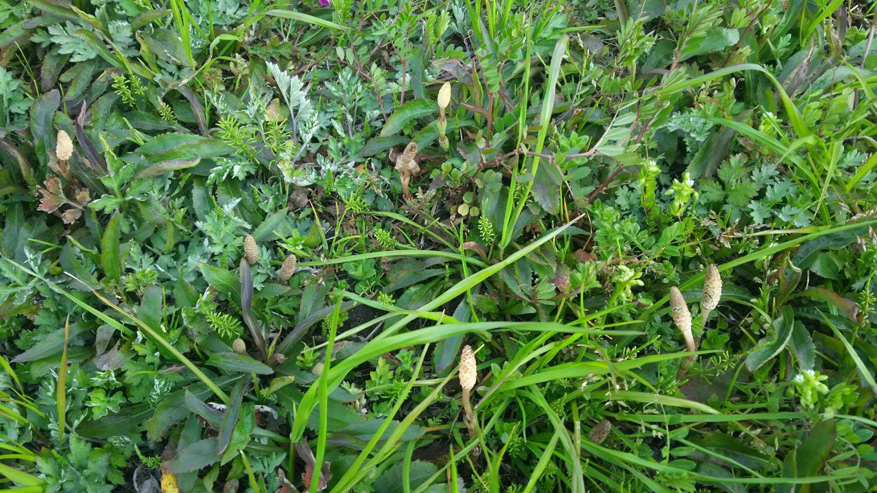 妻がつくしを採ってきてくれました。 妻がつくしを採ってきてくれました。