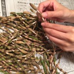 妻がつくしを採ってきてくれました。 妻がつくしを採ってきてくれました。