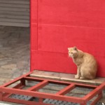 【135回】大阪梅田 東通り商店街の清掃ボランティア活動報告 【135回】大阪梅田 東通り商店街の清掃ボランティア活動報告