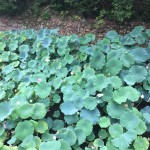 中山寺に婚活成就の祈願に行って来ました! 中山寺に婚活成就の祈願に行って来ました!
