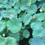 中山寺に婚活成就の祈願に行って来ました! 中山寺に婚活成就の祈願に行って来ました!