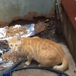 【138回】大阪梅田 東通り商店街の清掃ボランティア活動報告 【138回】大阪梅田 東通り商店街の清掃ボランティア活動報告