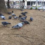 【175回】大阪梅田 東通り商店街の清掃ボランティア活動報告 【175回】大阪梅田 東通り商店街の清掃ボランティア活動報告