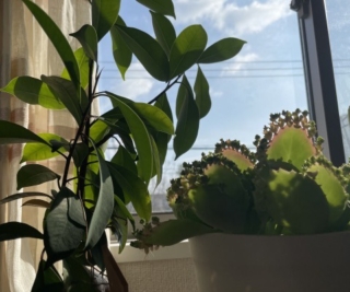 婚活の水やり（コミュニケーション）やっていますか？