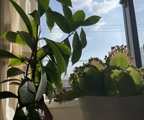 婚活の水やり（コミュニケーション）やっていますか？